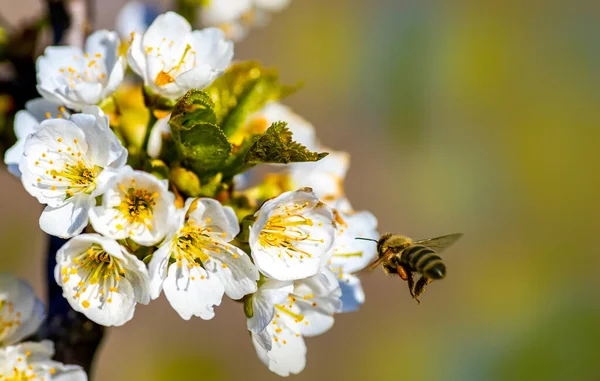 Ein Weites Bild Einer Biene Die Kirschbaum Bestäubung Sammelt — Stockfoto