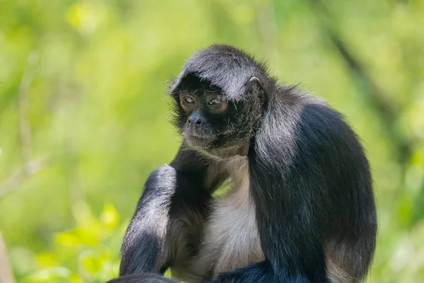 Closeup Shot Cute Black Monkey Royalty Free Stock Images