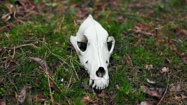 Closeup Shot Animal Skull Remains Forest Ground — Stockvideo