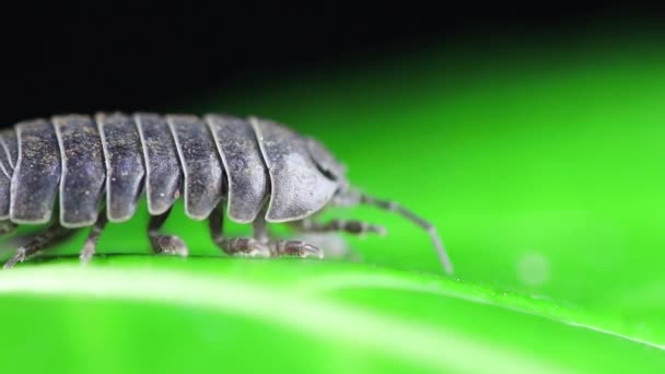 緑の葉の上の灰色の虫の眺めマクロビュー — ストック動画