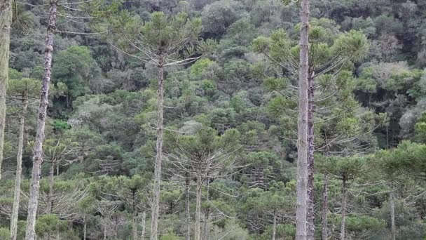 Vista Pittoresca Della Foresta Senza Fine Nella Giornata Sole — Video Stock