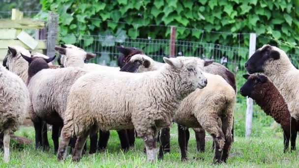 Eine Schafherde Auf Einer Grünen Wiese Mit Zäunen — Stockvideo