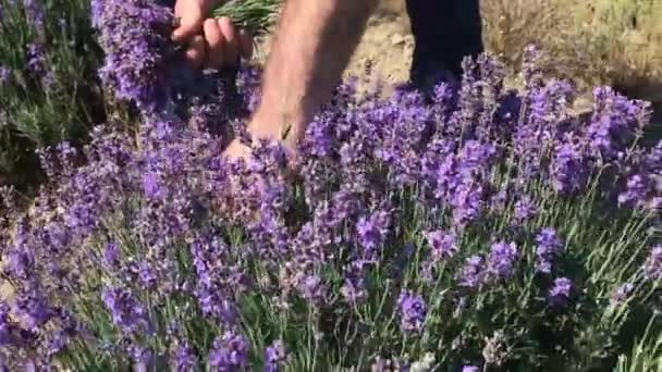 Picking Fresh Fragrant Lavender Lavender Oil Bulgaria — Stock video