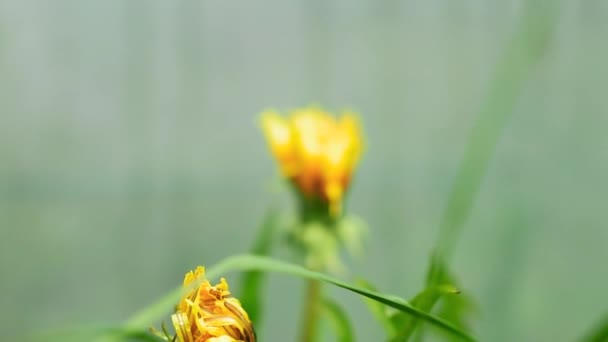 Primer Plano Hermosas Flores Flor Que Crecen Jardín — Vídeos de Stock