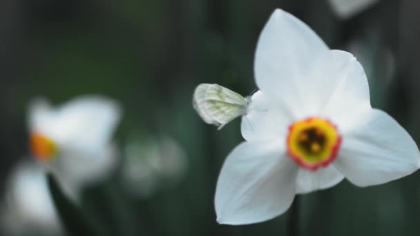 Zbliżenie Białego Kwiatu Niewyraźne Tło — Wideo stockowe