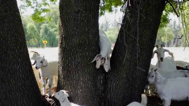 森の中の白い猫 — ストック動画
