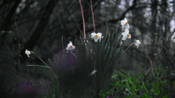 Hermosas Flores Bosque — Vídeos de Stock