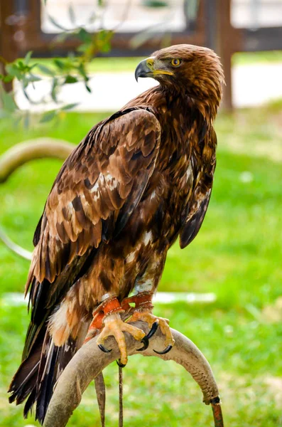 金鹰肖像画的特写 一只猛禽 — 图库照片