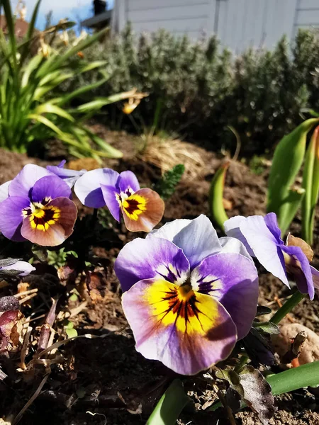 Tiro Close Pálias Violetas Crescendo Jardim — Fotografia de Stock