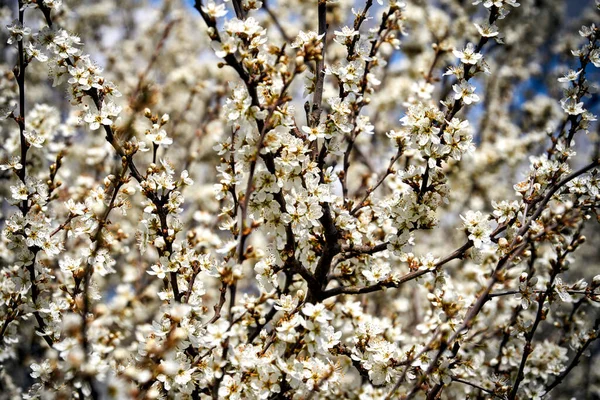 Eine Nahaufnahme Von Einem Blühenden Baum Mit Weißen Blumen Und — Stockfoto