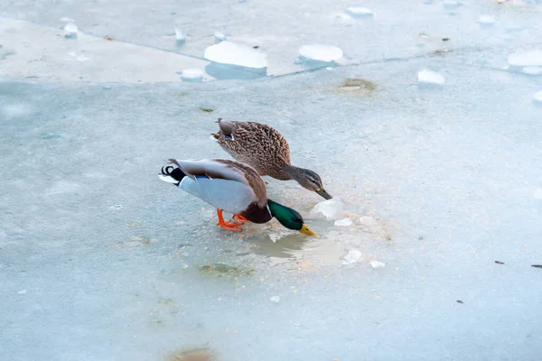 Una Hermosa Toma Patos Bebiendo Agua Una Rotura Hielo Lago —  Fotos de Stock