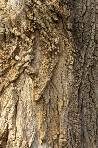 Svislý Snímek Texturované Kůry Stromě — Stock fotografie