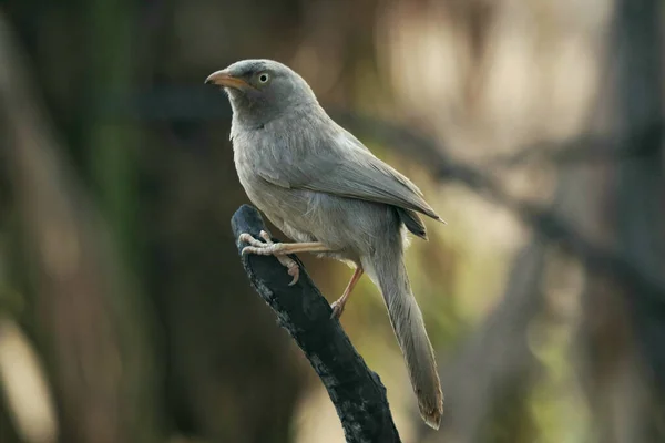 Selektywne Ujęcie Ptaka Jungle Babbler Siedzącego Gałęzi — Zdjęcie stockowe