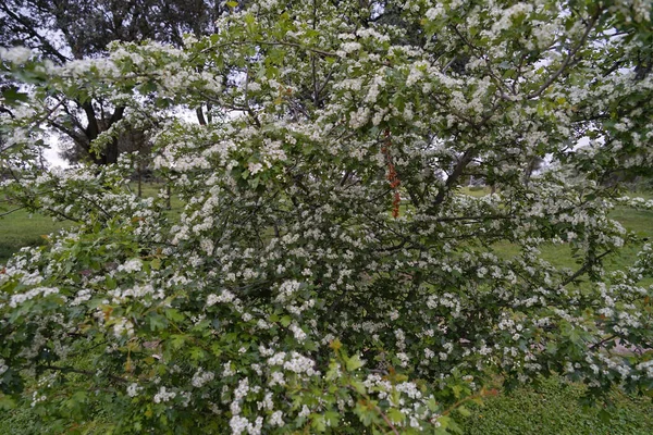 Ένα Κοντινό Πλάνο Πυροβόλησε Κλαδιά Δέντρων Τυλιγμένο Λευκά Λουλούδια — Φωτογραφία Αρχείου