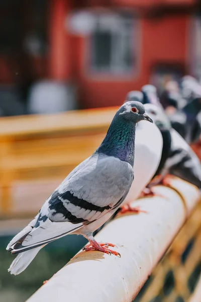 Metal Çubuğun Üzerinde Duran Güvercinlerin Seçici Odak Noktası — Stok fotoğraf
