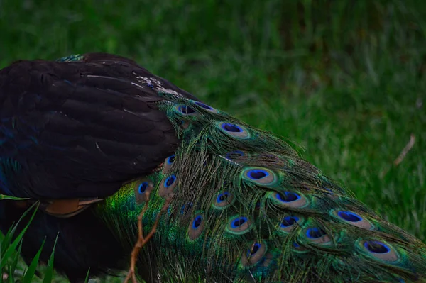 Closeup Shot Colorful Feathers Peafowl Bird — Stock Photo, Image