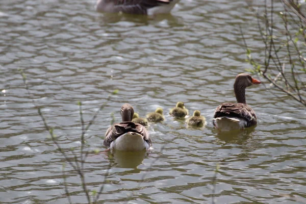 Tiro Perto Uma Família Pato Nadando Lago Com Água Esverdeada — Fotografia de Stock