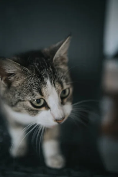 Ett Vertikalt Skott Söt Inhemsk Katt — Stockfoto