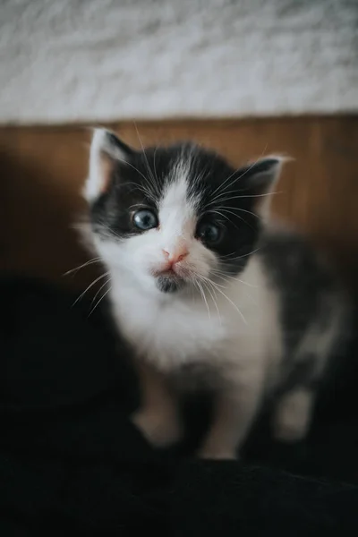 一只蓝眼睛猫咪的竖直照片 床上有灰色和白色斑点 凝视着摄像机 — 图库照片