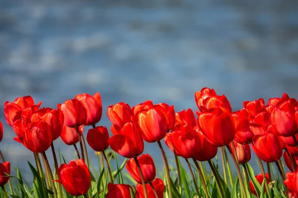 Tulipes Rouges Sur Fond Sombre Flou — Photo