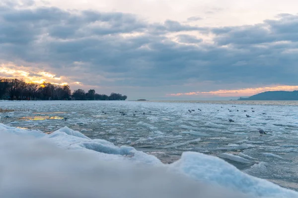 Beautiful Shot Birds Sitting Lake Balaton Hungary Winter Cloudy Weather — Stock Photo, Image