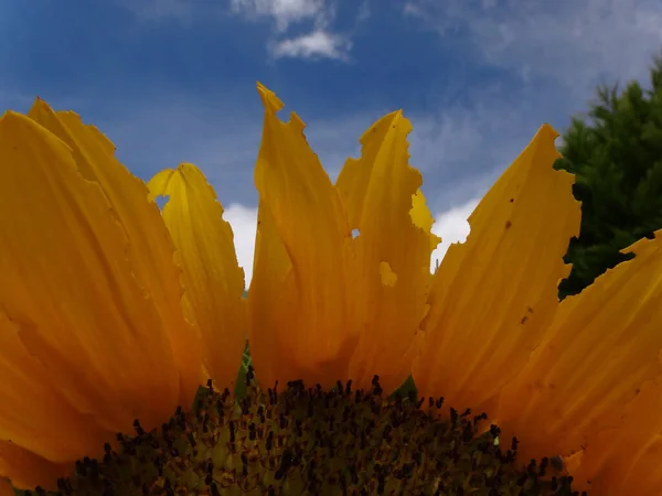 Primer Plano Una Cabeza Girasol Fresca Contra Cielo Nublado —  Fotos de Stock