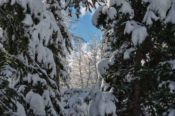 Zbliżenie Ujęcie Snowy Jodła Lesie Górze — Zdjęcie stockowe