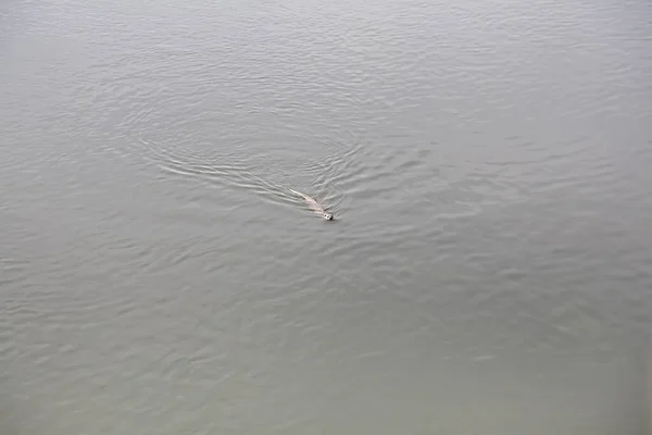 Ένα Πλάνο Υψηλής Γωνίας Μιας Βίδρας Κολυμπά Στον Ποταμό Jerte — Φωτογραφία Αρχείου