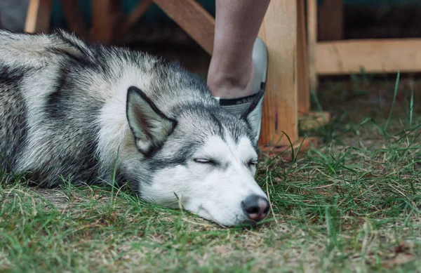 Zbliżenie Uroczego Syberyjskiego Szczeniaka Husky Ego Śpiącego Ziemi Pobliżu Nóg — Zdjęcie stockowe