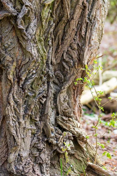 森の中の大きな木の幹のテクスチャのクローズアップショット — ストック写真