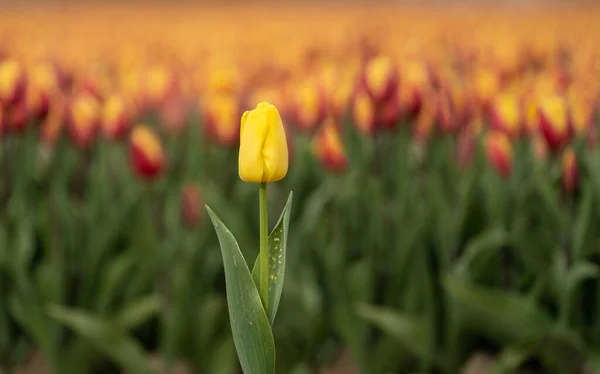 Tulipe Jaune Isolée Sur Fond Flou — Photo