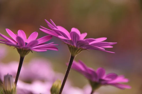 Closeup Shot Purple Osteosperm Flowers Blooming Field — Stock Photo, Image