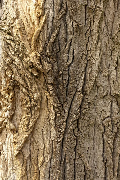 Gros Plan Vertical Écorce Texturée Sur Arbre — Photo