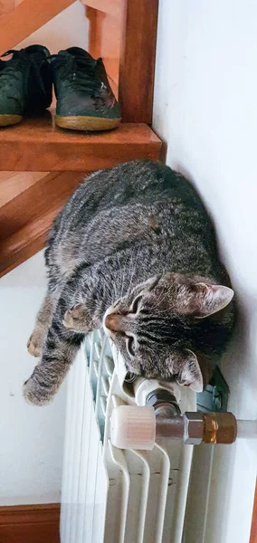 Eine Vertikale Aufnahme Einer Katze Die Auf Der Heizung Flur — Stockfoto