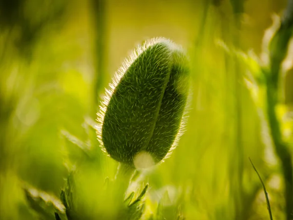 Вибірковий Фокус Зображення Бутона Макової Квітки Оточенні Зелені — стокове фото