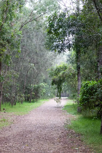 森林中央一条空旷的小路的自然景观 — 图库照片