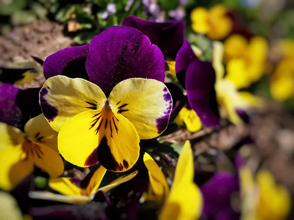 Primer Plano Maricas Violetas Amarillas Creciendo Jardín — Foto de Stock