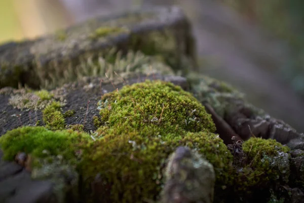 Closeup Shot Stones Covered Moss — Stock Photo, Image