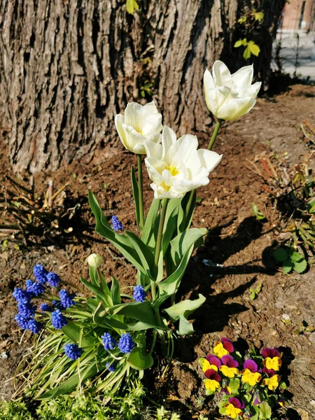 Primer Plano Tulipanes Coloridos Jardín — Foto de Stock