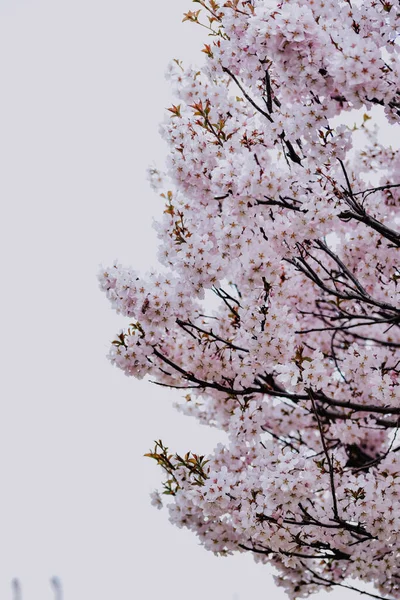 Krásná Kvetoucí Japonská Třešeň — Stock fotografie