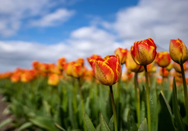 Plan Angle Bas Tulipes Rouges Jaunes Sous Ciel Nuageux — Photo
