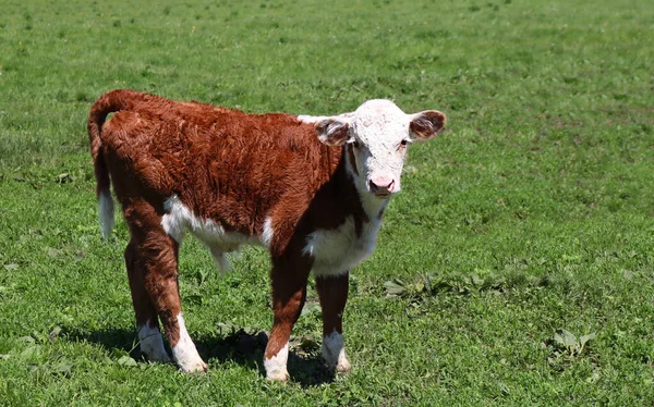 Egy Aranyos Hereford Borjú Egy Legelőn Ontario Kanada — Stock Fotó