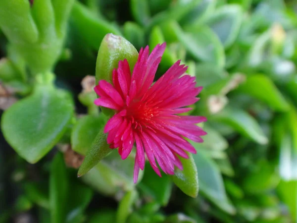 Uma Flor Rosa Brilhante Aptenia Cordifolia Florescendo Jardim — Fotografia de Stock