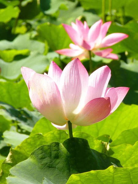 Sebuah Closeup Bunga Lotus Merah Muda Mekar Kolam — Stok Foto