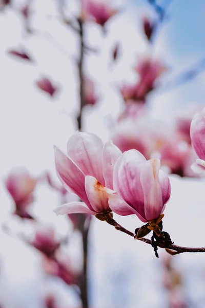 Primo Piano Fiori Magnolia Rosa Sui Rami — Foto Stock