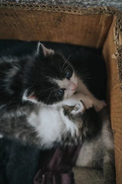 ベッドの上に横たわるかわいい子猫の高角度ショット — ストック写真