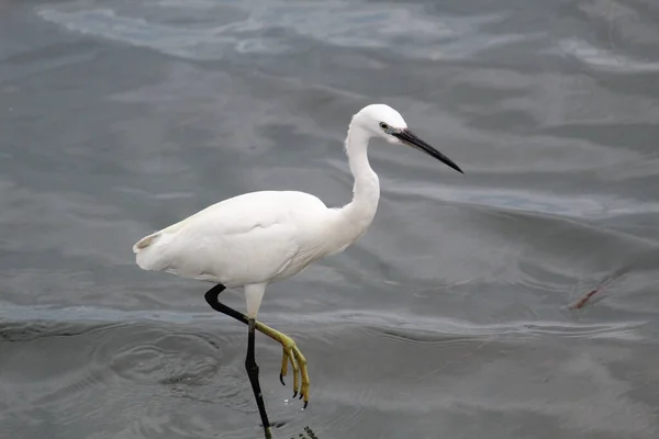 Gracioso Pássaro Grande Egret Lago — Fotografia de Stock