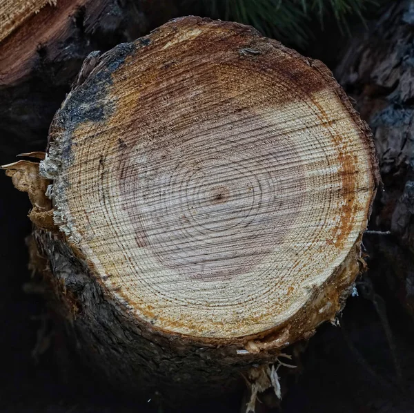 Primer Plano Anillos Anuales Árbol Sobre Fondo Borroso — Foto de Stock