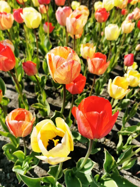 Gros Plan Tulipes Colorées Dans Jardin — Photo