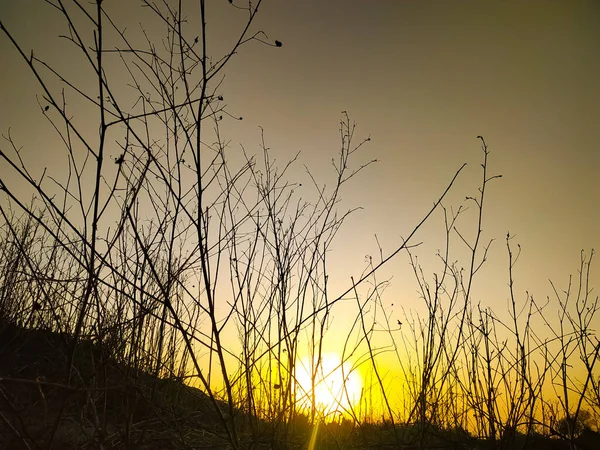 農地の上に美しい色を持つ日没のクローズアップショット — ストック写真